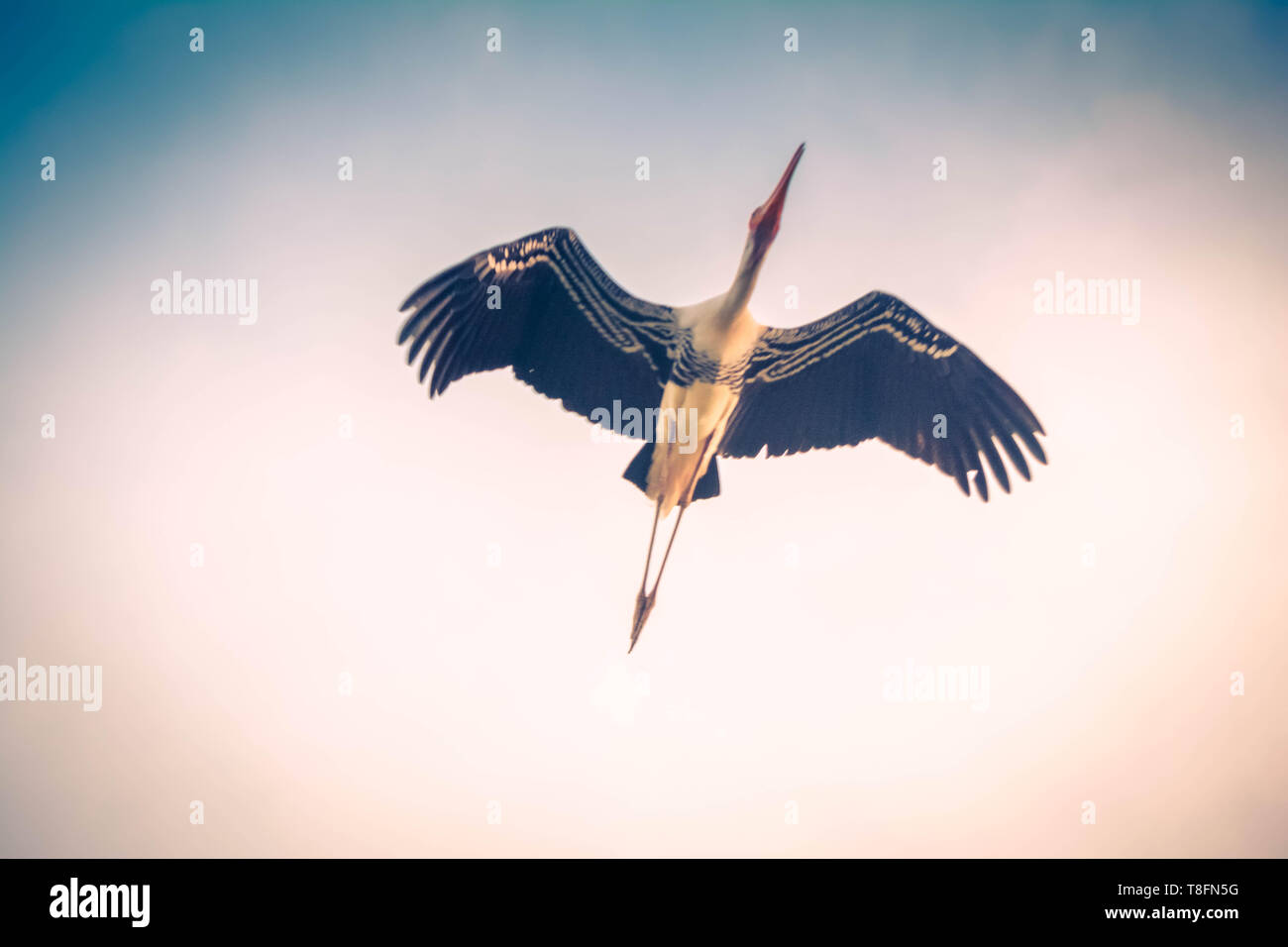 Dipinto di Stork volare alto nel cielo Foto Stock