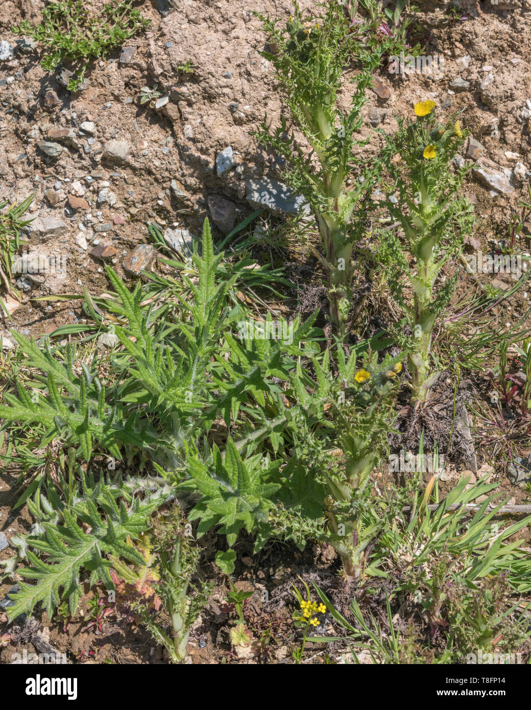 Fogliame di Bull Thistle / Spear Thistle / Cirsium vulgare [sinistra] e flowPrickly Sow-thistle / Sonchus asper [destra]. Metafora dolore / doloroso / Sharp. Foto Stock