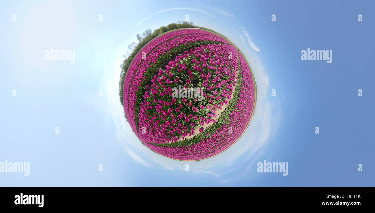 Minuscolo pianeta di splendidi fiori in campo nei Paesi Bassi Foto Stock
