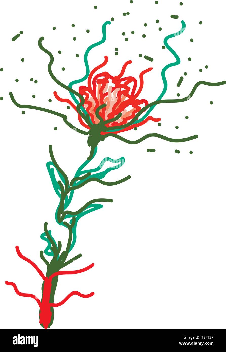 Un bambino di variopinti scatenati minimal fiore nei colori rosso e verde con assenza di foglie e fiori isolati impostata sullo sfondo bianco visto dalla parte anteriore, vettore c Illustrazione Vettoriale