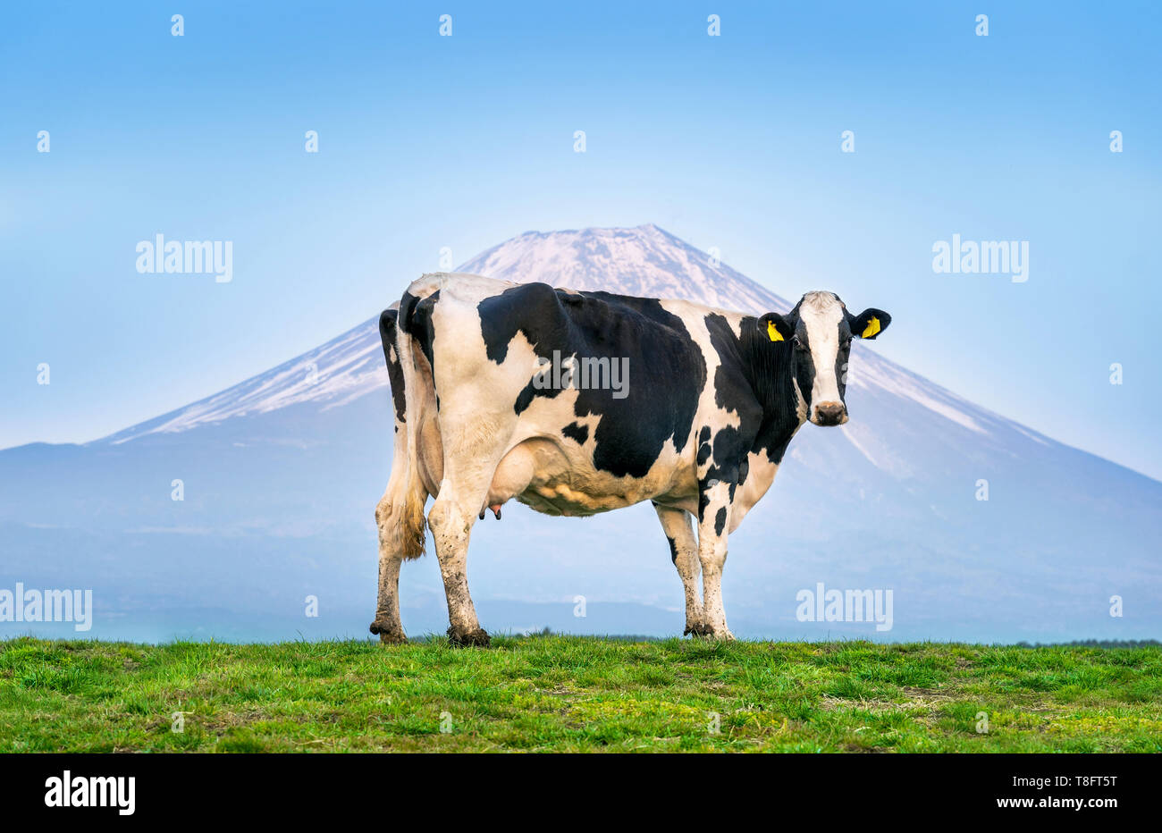 Le vacche in piedi sul campo verde nella parte anteriore del monte Fuji, Giappone. Foto Stock