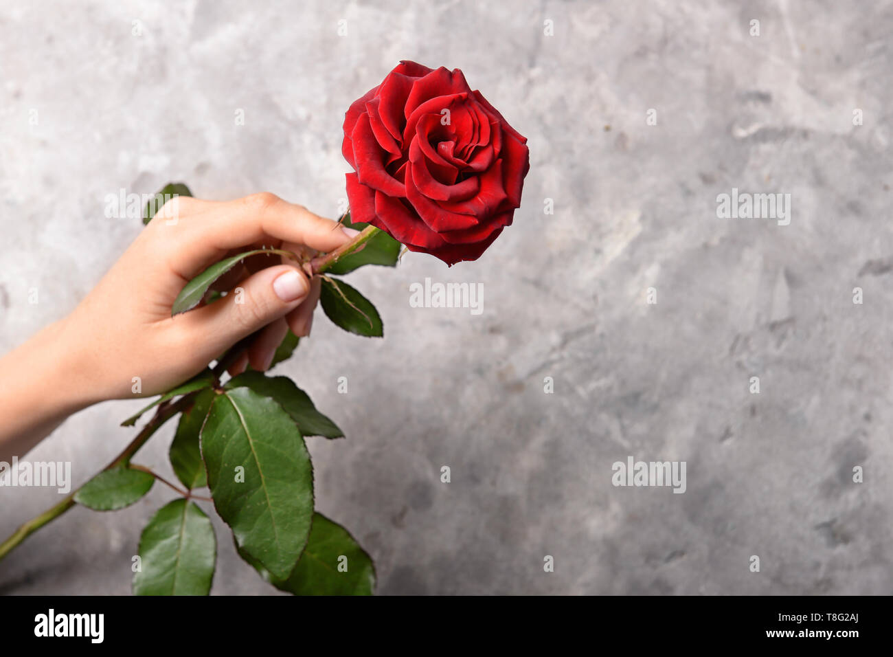 Mano femmina con una bella rosa rossa su uno sfondo grigio Foto Stock