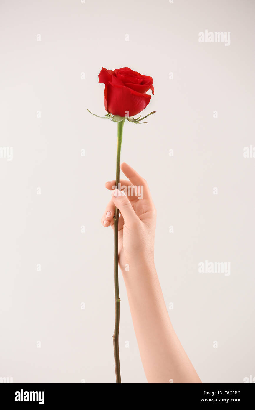 Mano femmina con una bella rosa rossa su uno sfondo chiaro Foto Stock