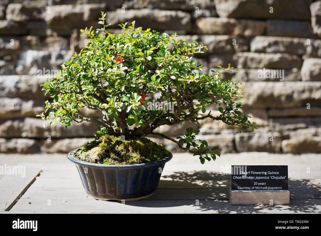 Chaenomeles japonica - Chojubai - dwarf fioritura di mela cotogna, età 20 anni, al Portland Giardino giapponese a Portland, Oregon, Stati Uniti d'America. Foto Stock