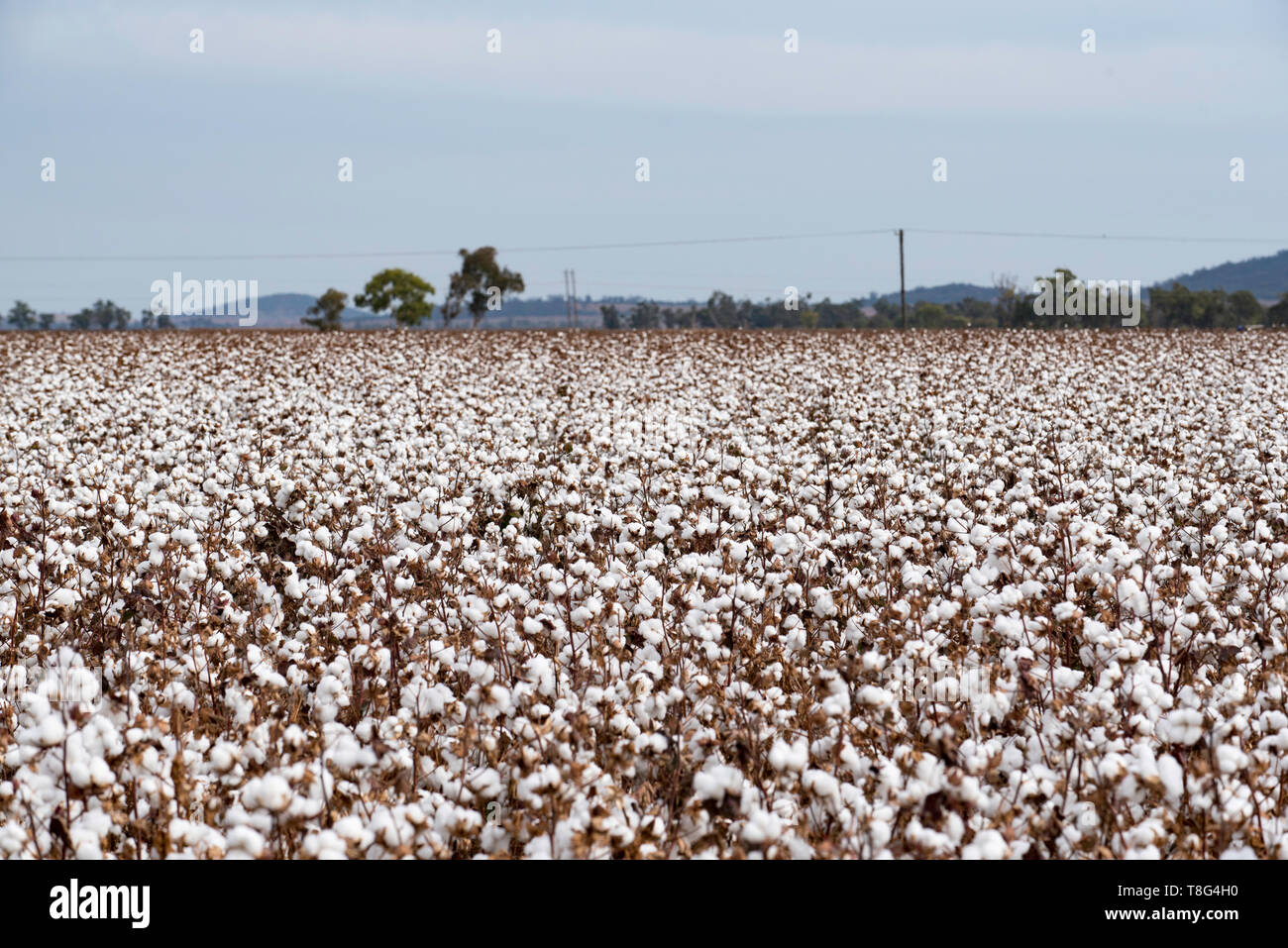 Asciugare a cotone vicino a Burren Junction nel nord-ovest del Nuovo Galles del Sud, Australia Foto Stock