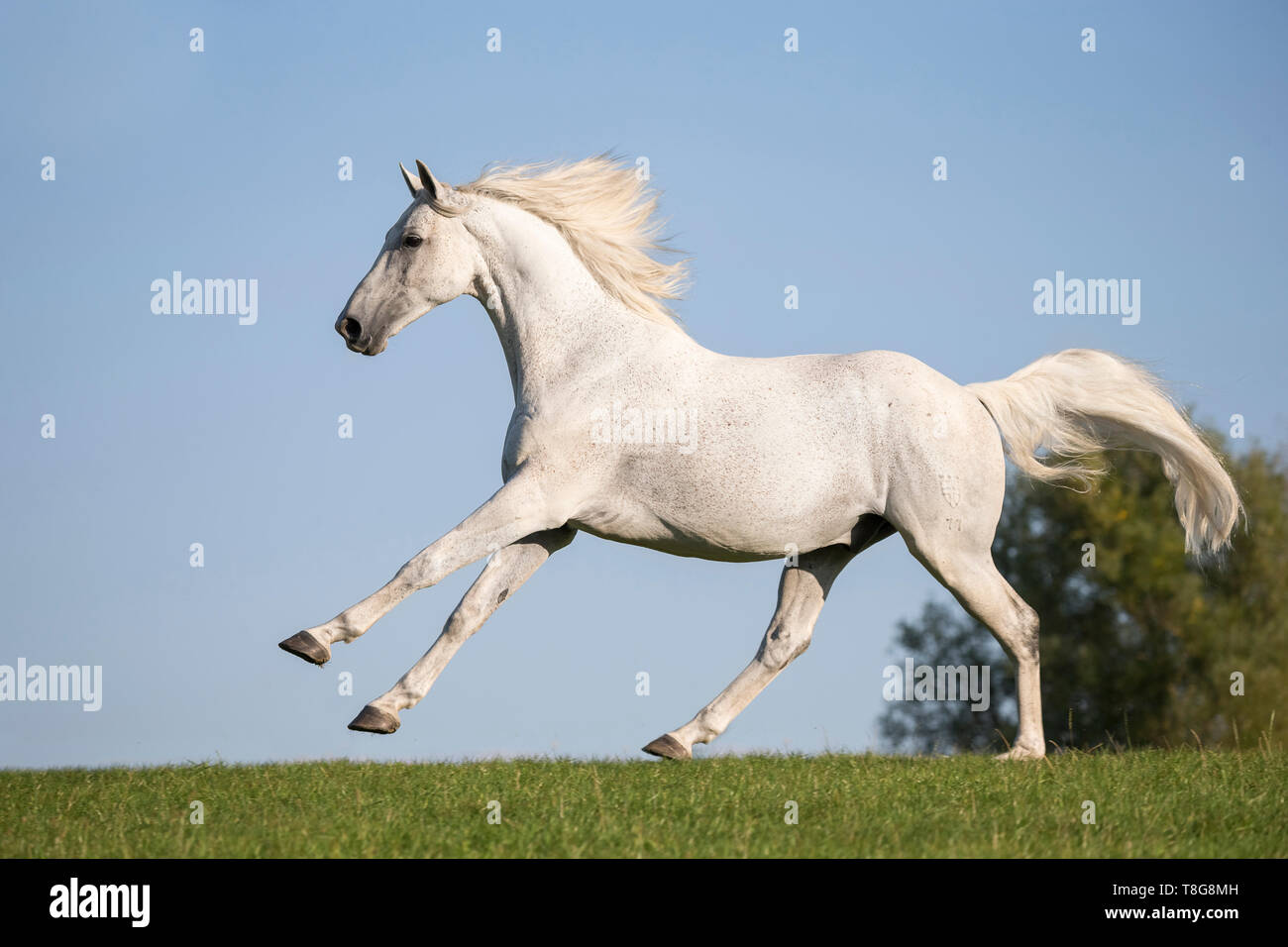 Sport tedesco Horse. Grigio castrazione al galoppo su un pascolo. Germania Foto Stock