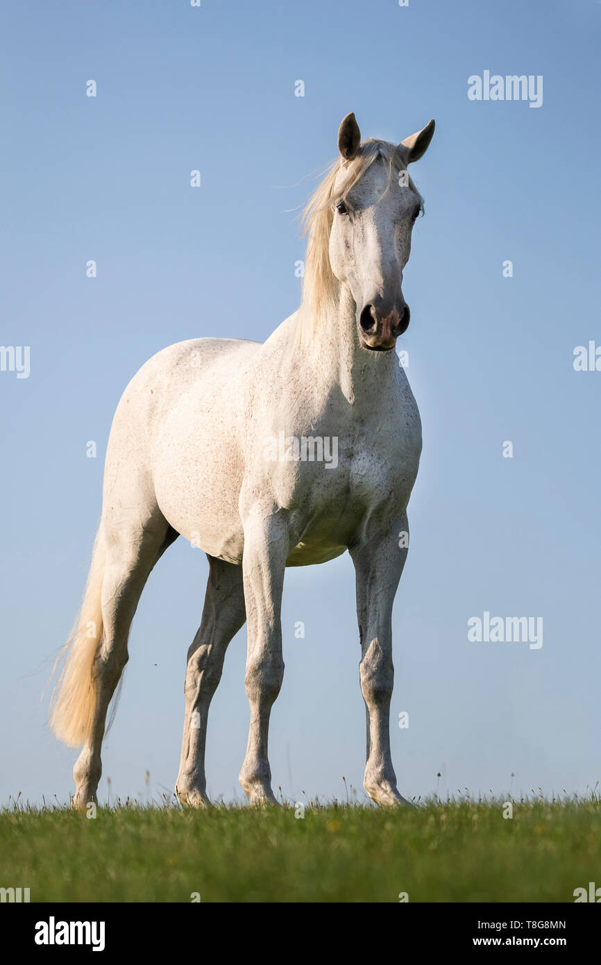 Sport tedesco Horse. Grigio castrazione in piedi su un pascolo. Germania Foto Stock