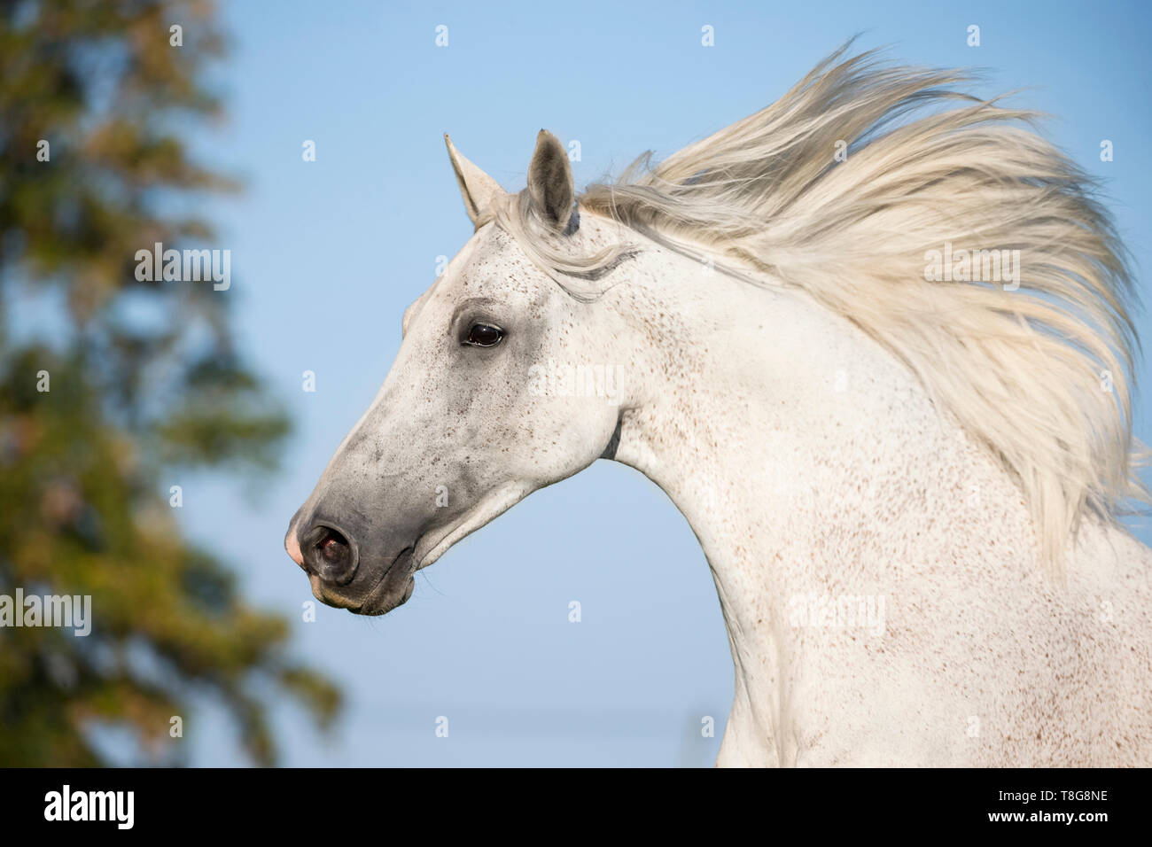 Sport tedesco Horse. Ritratto di castrazione grigio con la criniera fluente. Germania Foto Stock