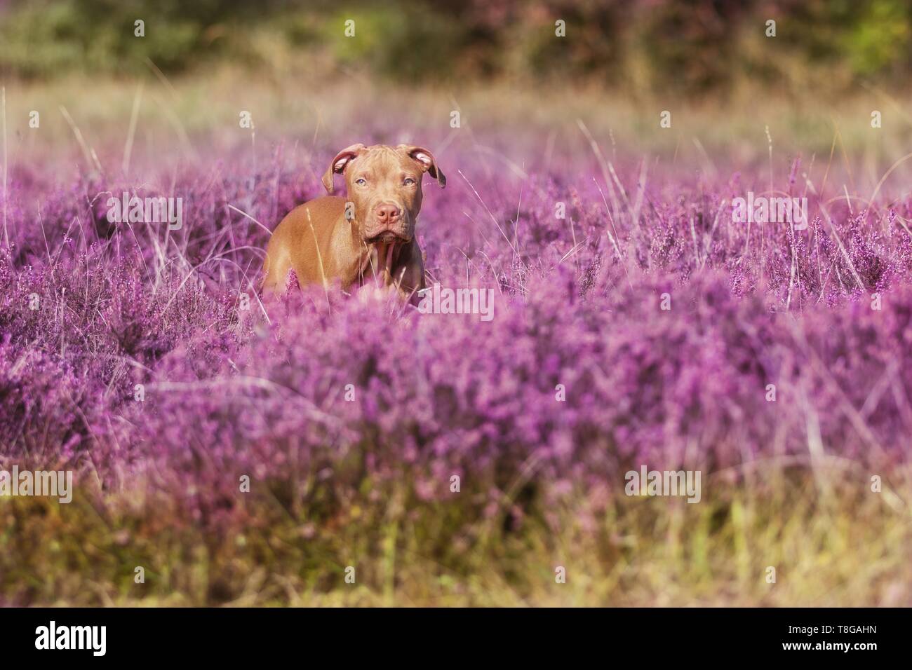 In piedi l'American Pit Bull Terrier Foto Stock