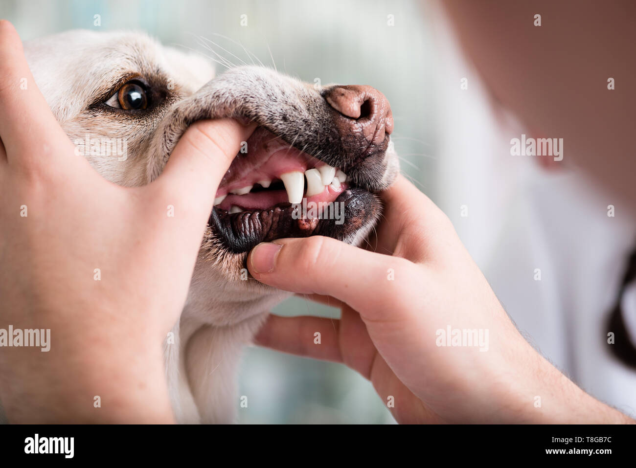 Denti di innesto in fase di esame da parte del medico degli animali Foto Stock