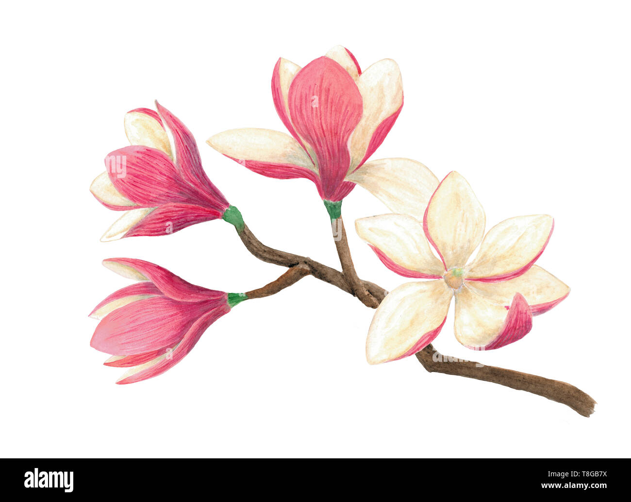 Dipinti ad acquerello magnolia ramo in fiore Foto Stock