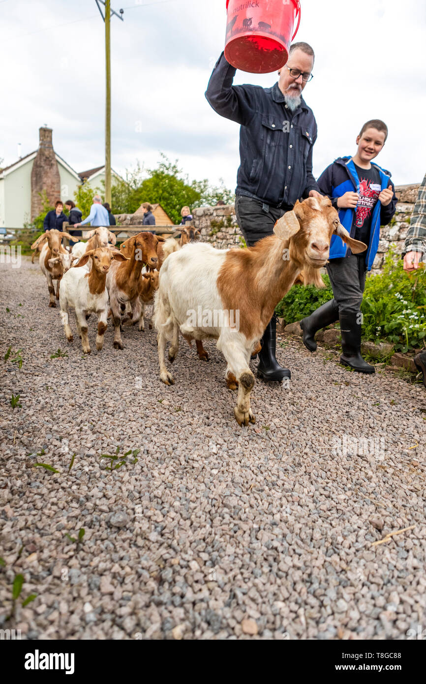Imparare a tenere capre su un rurale corso di competenze a umile dalla natura, Monmouthshire, Galles. Foto Stock
