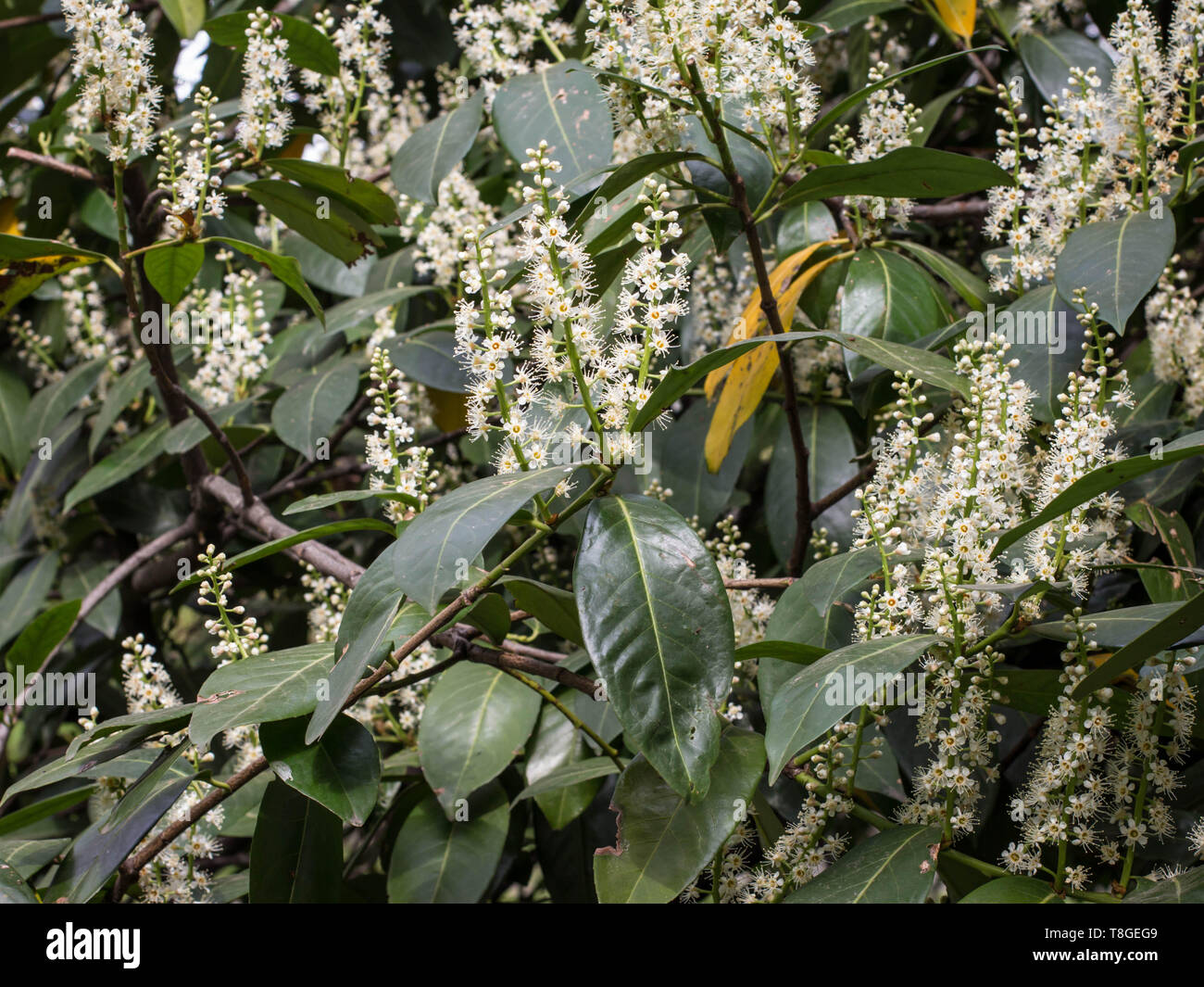 Foglie di colore verde scuro e bianco dei fiori di ciliegio alloro / Prunus laurocerasus Foto Stock