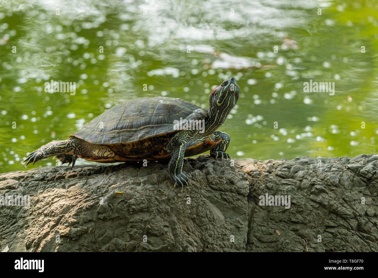 Cursore di stagno turtle poggiante sulla roccia mentre si estende la sua schiena gambe nei pressi di un laghetto Foto Stock