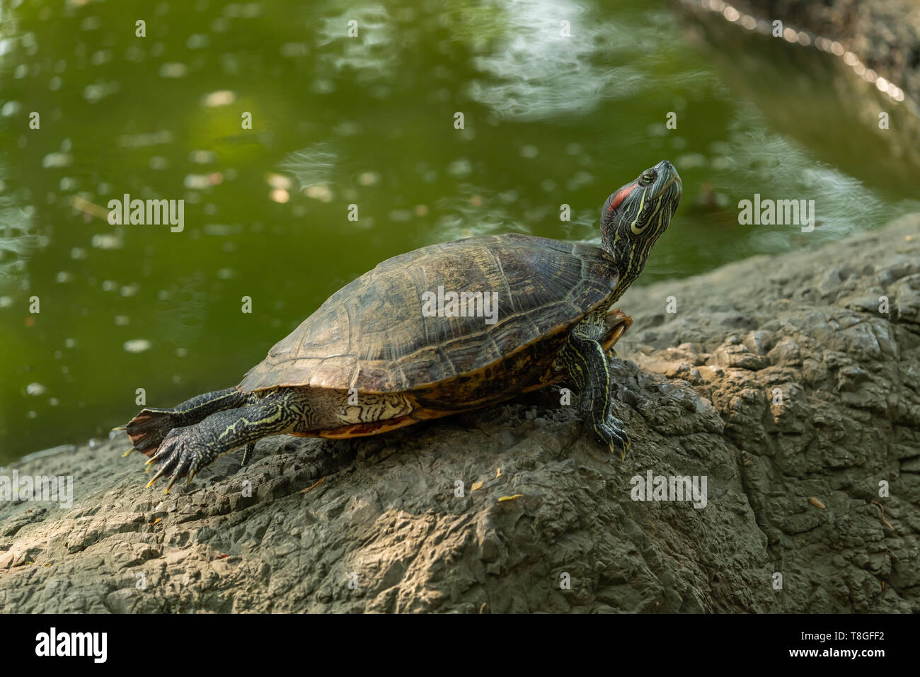 Cursore di stagno turtle poggiante sulla roccia mentre si estende la sua schiena gambe nei pressi di un laghetto Foto Stock