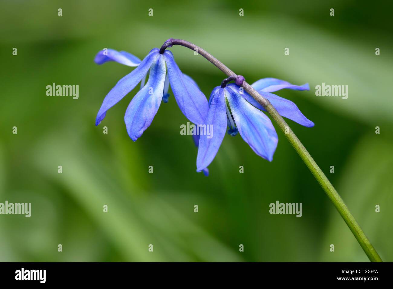 Non nativo Squill siberiano fiorisce in un cortile a Toronto, Ontario. Foto Stock
