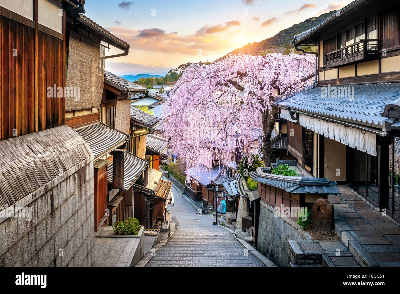 La fioritura dei ciliegi nel periodo primaverile presso lo storico quartiere di Higashiyama, Kyoto in Giappone. Foto Stock