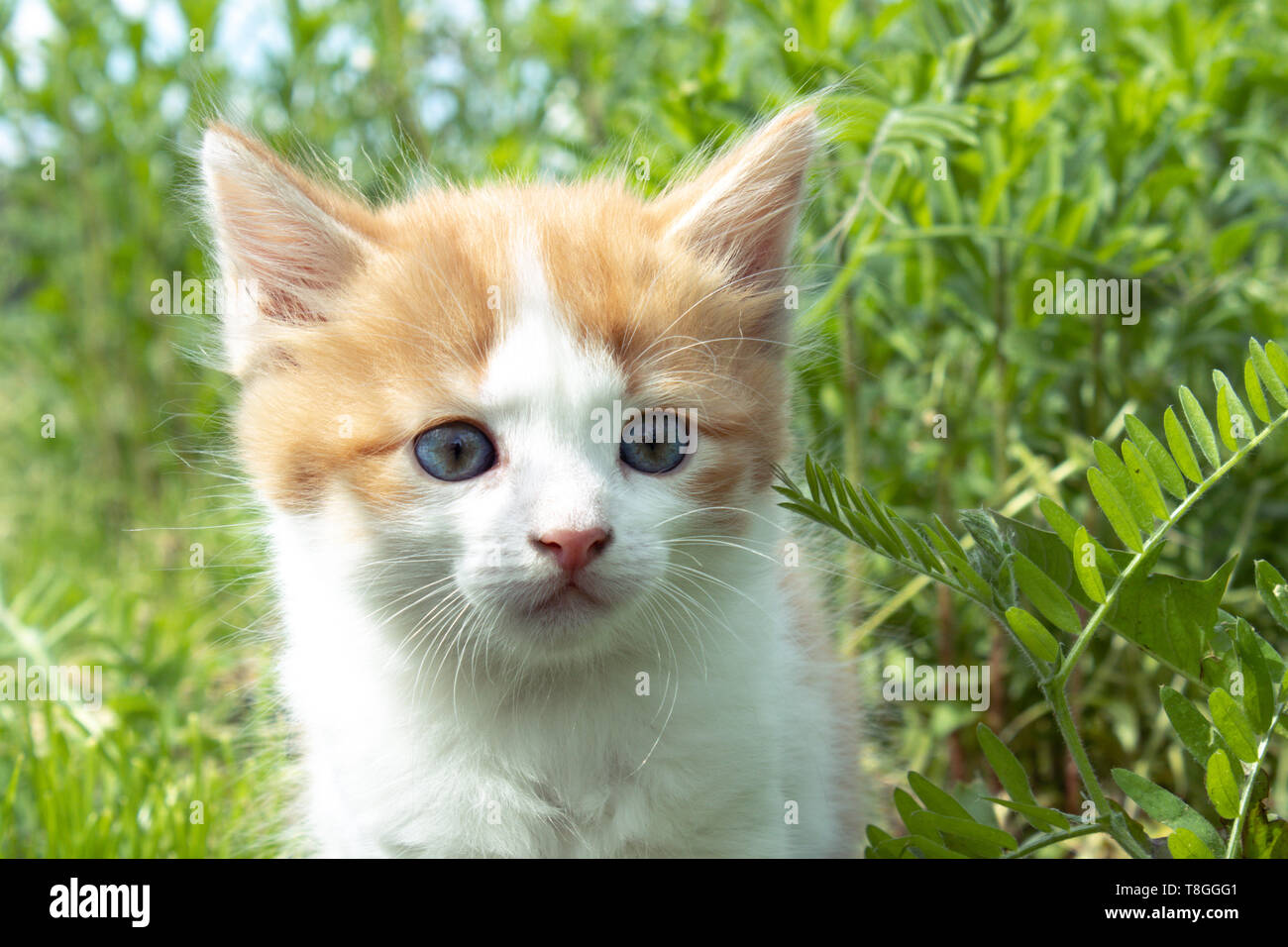 Un piccolo cucciolo rosso con gli occhi blu gioca nell'erba. Close-up. Gattino nel cortile. Foto Stock