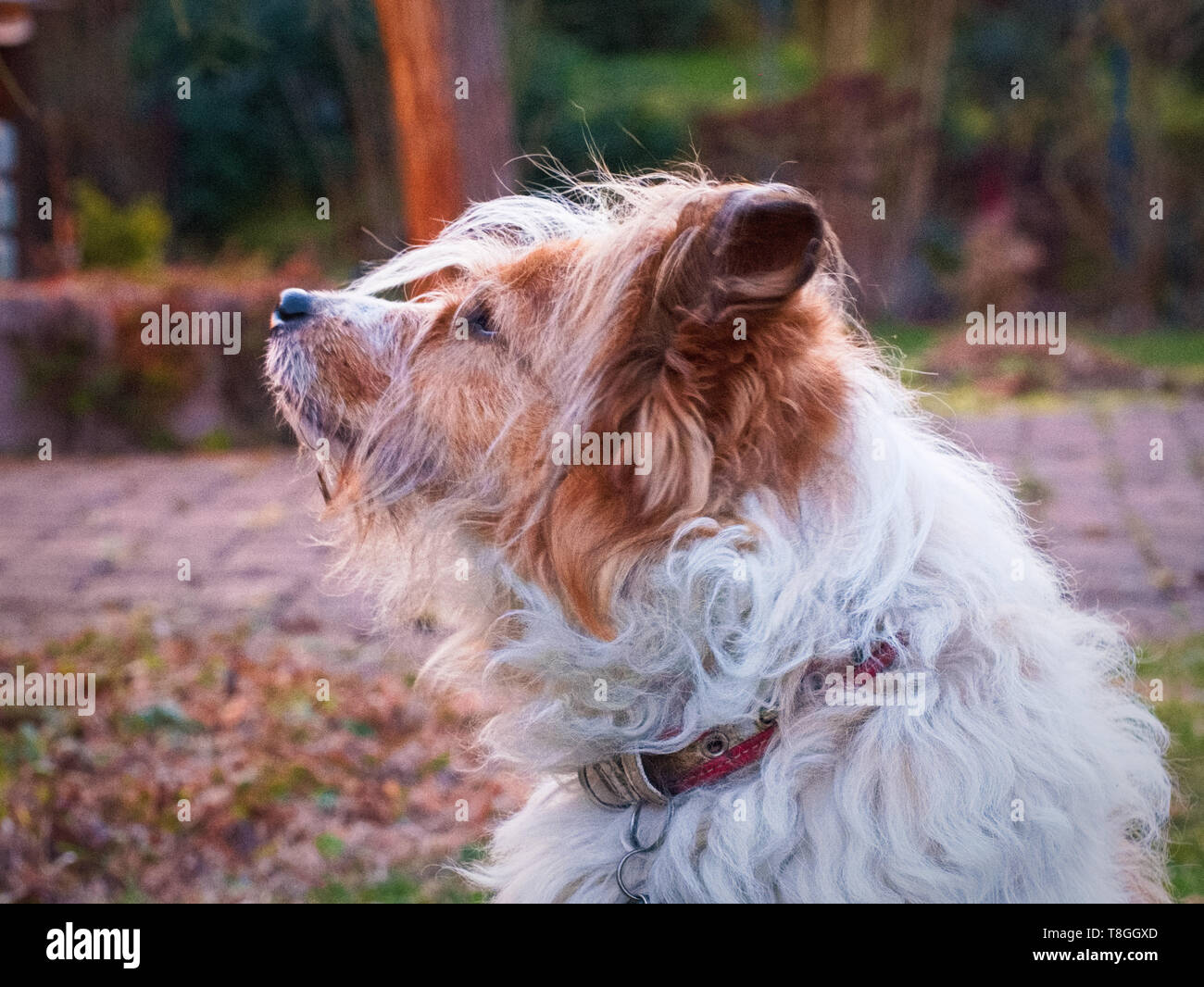 Cane snifing in aria Foto Stock