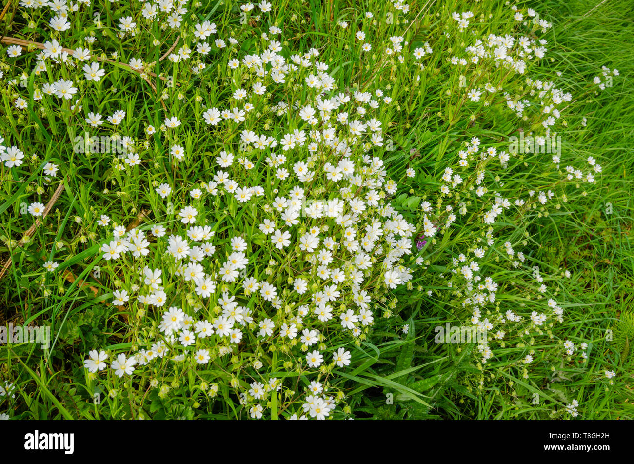 Piccoli fiori selvatici con petali di colore bianco e giallo stame su steli verdi e foglie. Foto Stock
