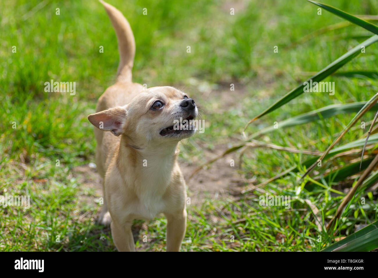 Outdoor ritratto di curioso cremoso Chihuahua cercando in erba di primavera Foto Stock