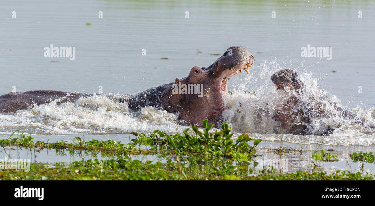 2 ippona combattimenti in una laguna vicino al fiume Shire, Liwonde Parco nazionale del Malawi Foto Stock