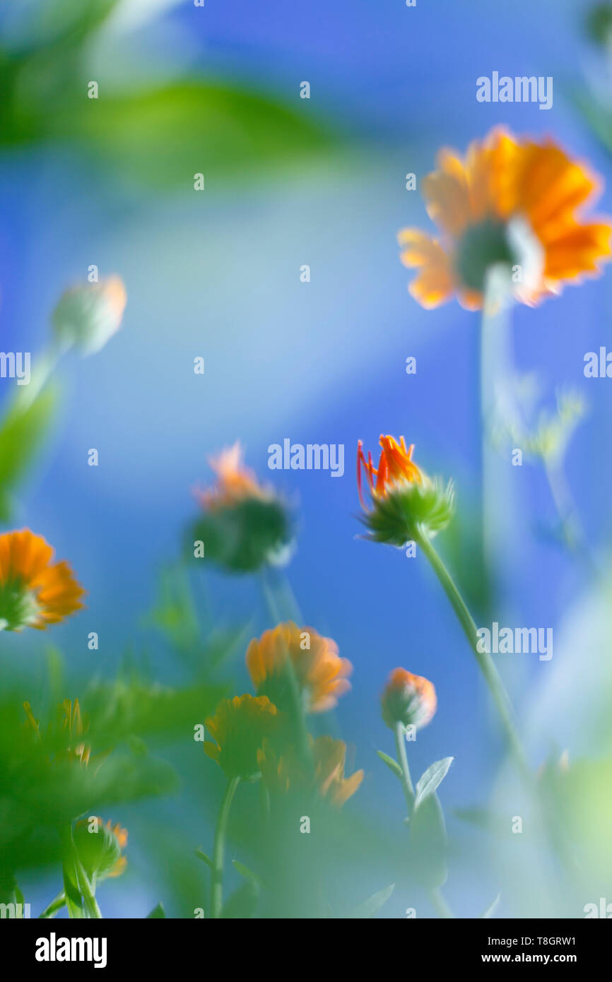 Piccoli fiori bianchi su una tonica sul dolce morbido blu e sfondo rosa all'aperto close-up macro . Foto Stock