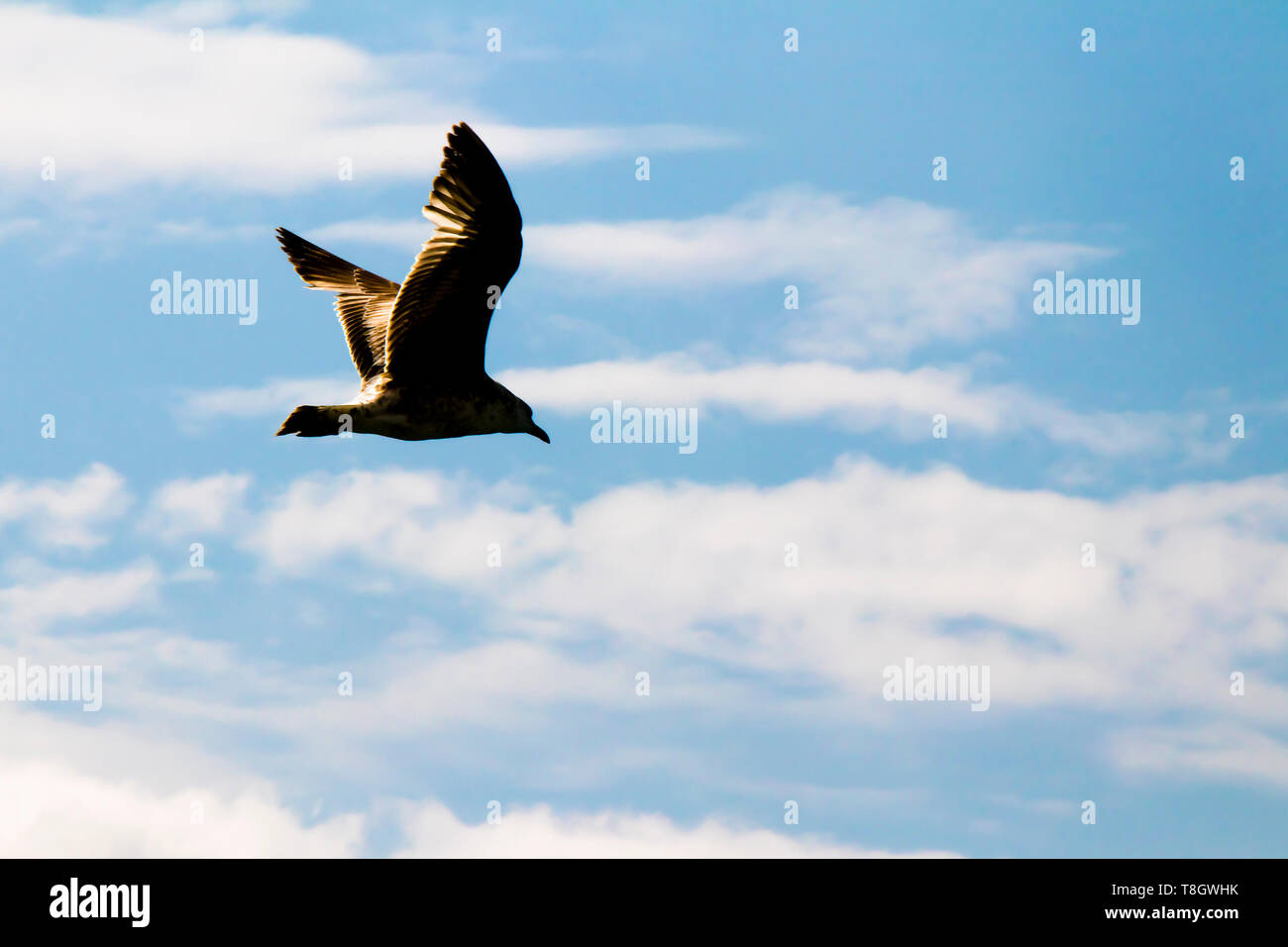 Silhouette di un gabbiano volare nel luminoso cielo blu con nuvole bianche Foto Stock