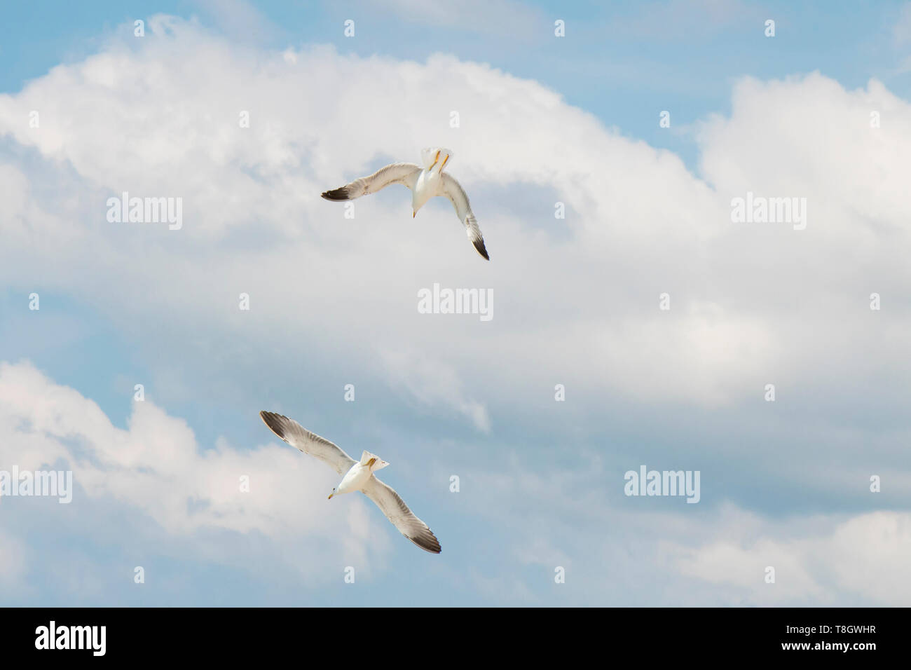 Due gabbiani battenti in brigh cielo blu con nuvole bianche, a basso angolo di visione Foto Stock
