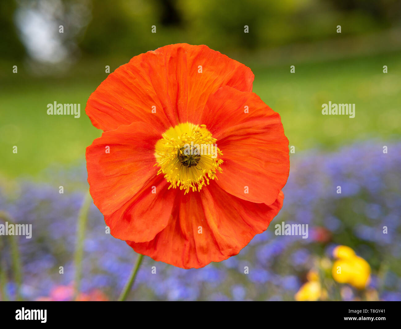 Papavero rosso nel giardino/catturata su un bel giorno dopo la pioggia Foto Stock