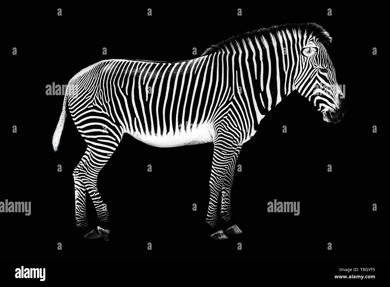 Zebra su sfondo nero Foto Stock