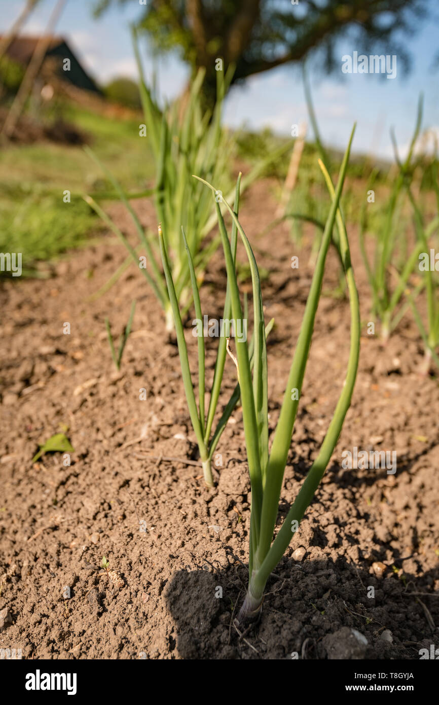 giovani piante di cipolla su un'assegnazione Foto Stock
