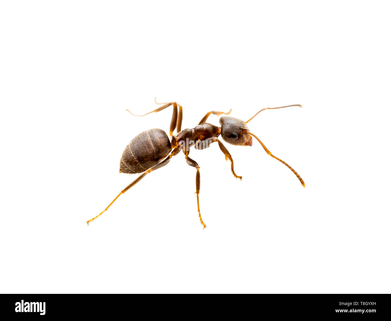 Red Ant Macro di insetti isolati su sfondo bianco Foto Stock