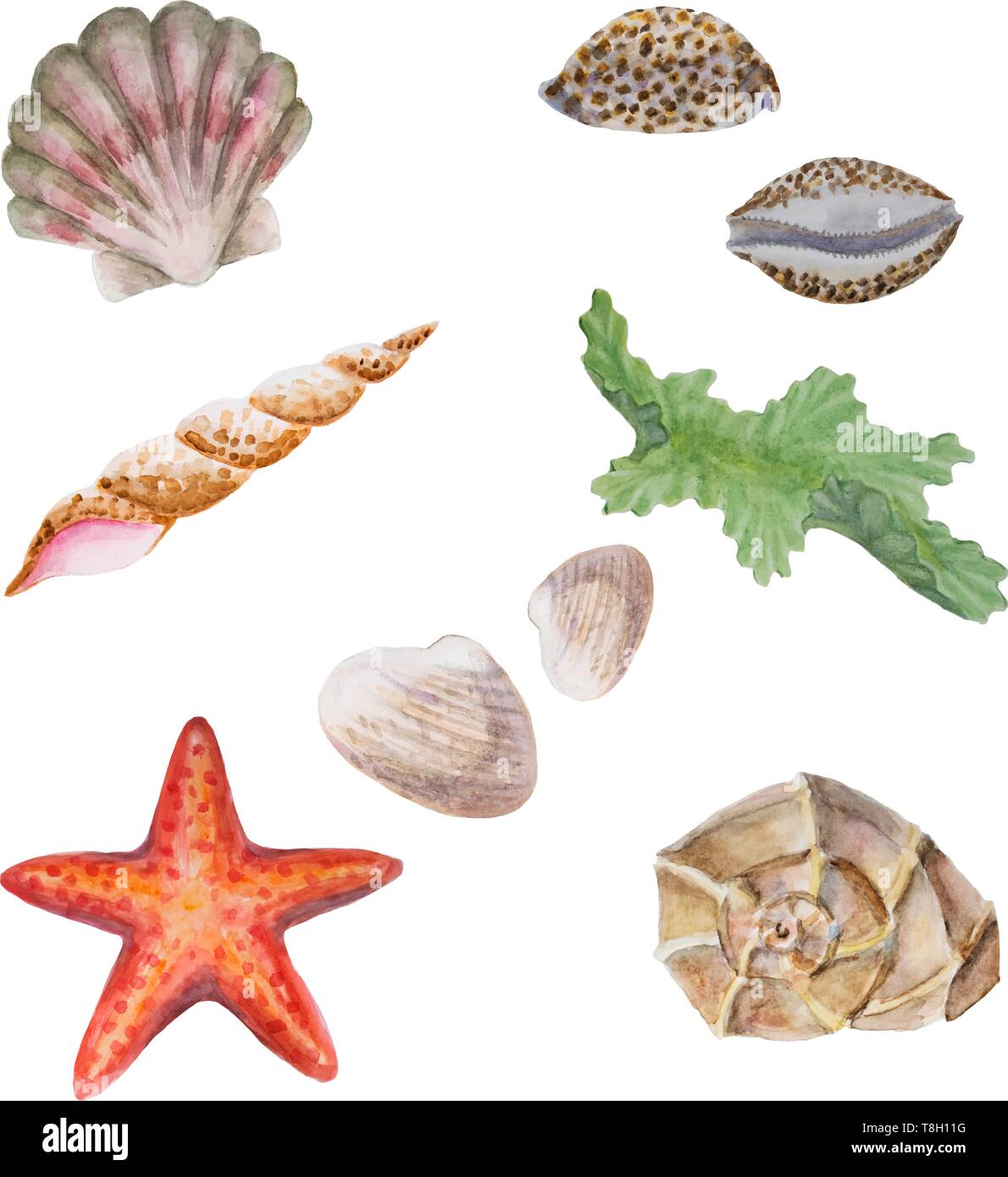 Set di diverso disegno a mano acquerello conchiglie, vongole, stelle marine e alghe marine Illustrazione Vettoriale