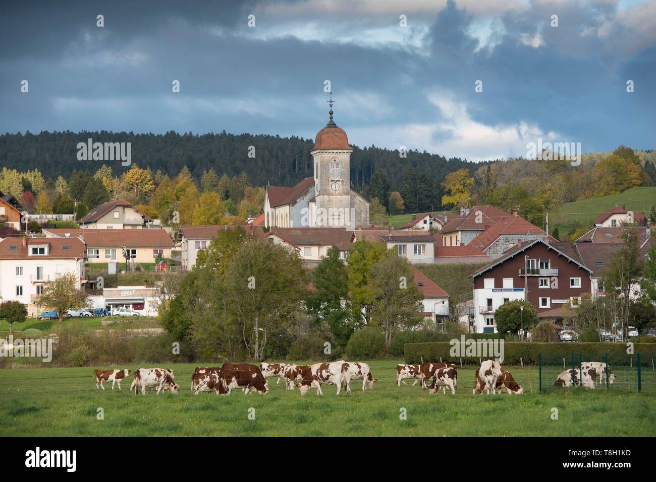 Francia, Doubs, mandria di mucche davanti alla sommità del Doubs il villaggio e la chiesa di Saint Theodule Labergement di Sainte Marie Foto Stock