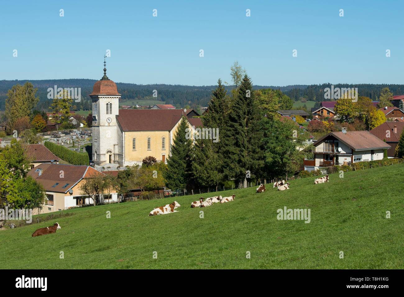 Francia, Doubs, mandria di mucche davanti alla sommità del Doubs il villaggio e la chiesa di Saint Theodule Labergement di Sainte Marie Foto Stock