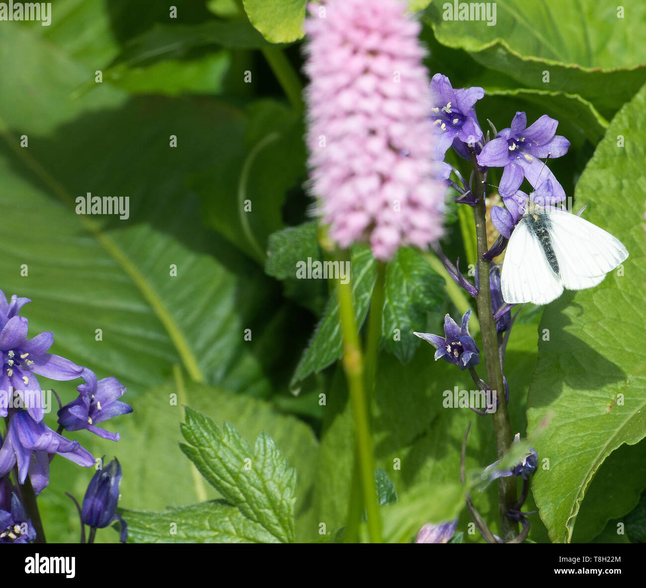 Una femmina punta arancione farfalla alimentazione su un spagnolo Bluebell fiore in un giardino in Corbridge Northumberland England Regno Unito Regno Unito Foto Stock