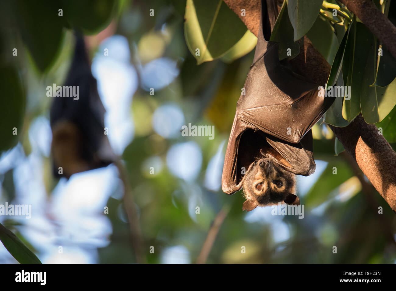 Un Spectacled minacciate Flying Fox appena prima di sera il riquadro a comparsa al controverso ancora ecologicamente vitale colonia di Cairns. Foto Stock