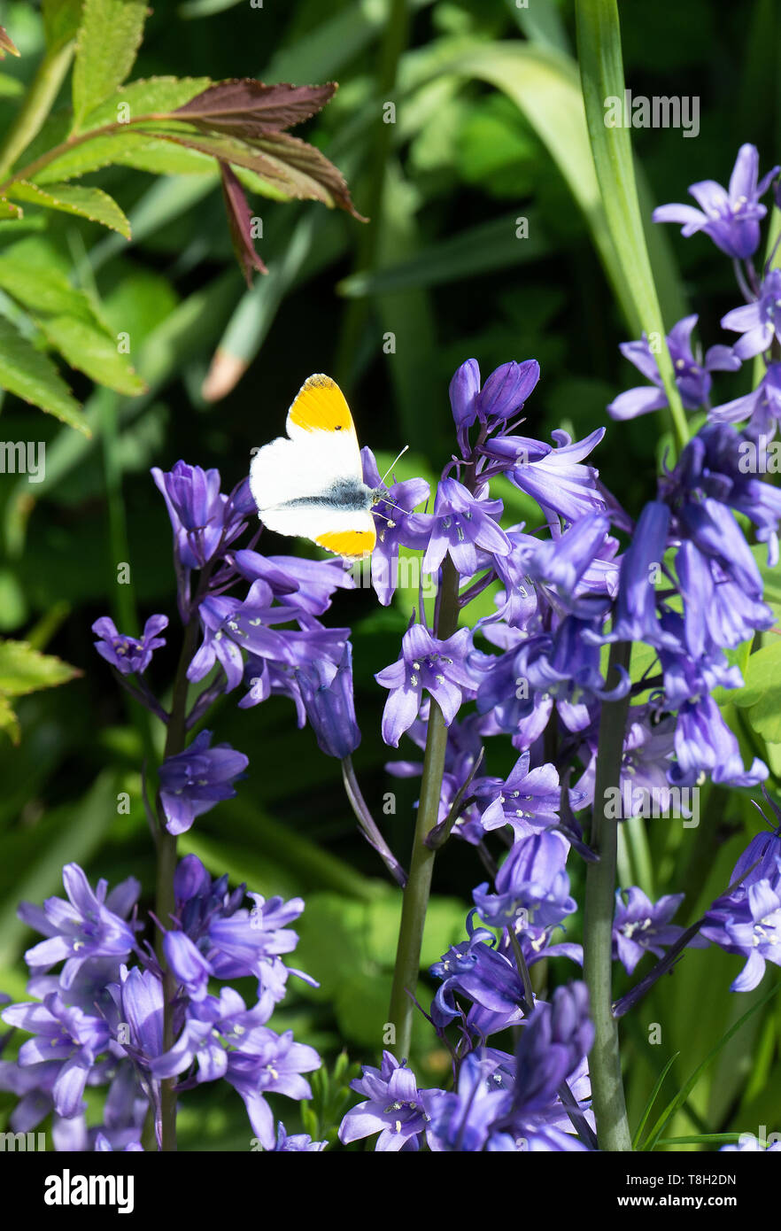 Un maschio punta arancione farfalla godendo il sole su uno spagnolo Bluebell fiore in un giardino in Corbridge Northumberland England Regno Unito Regno Unito Foto Stock