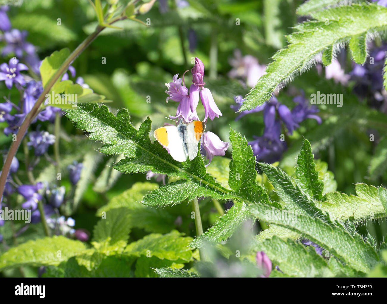 Un maschio punta arancione farfalla godendo il sole su uno spagnolo Bluebell fiore in un giardino in Corbridge Northumberland England Regno Unito Regno Unito Foto Stock