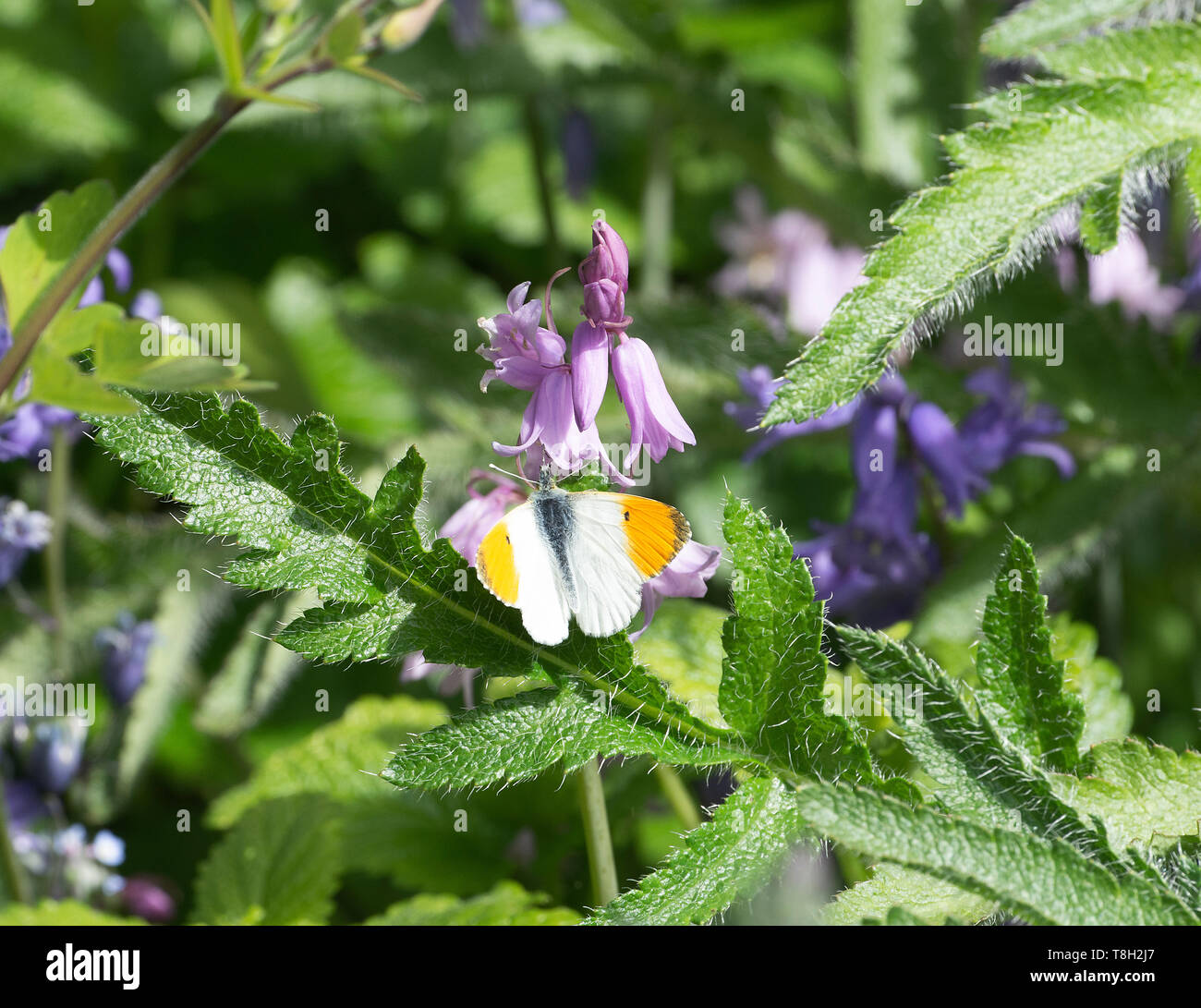 Un maschio punta arancione farfalla godendo il sole su uno spagnolo Bluebell fiore in un giardino in Corbridge Northumberland England Regno Unito Regno Unito Foto Stock