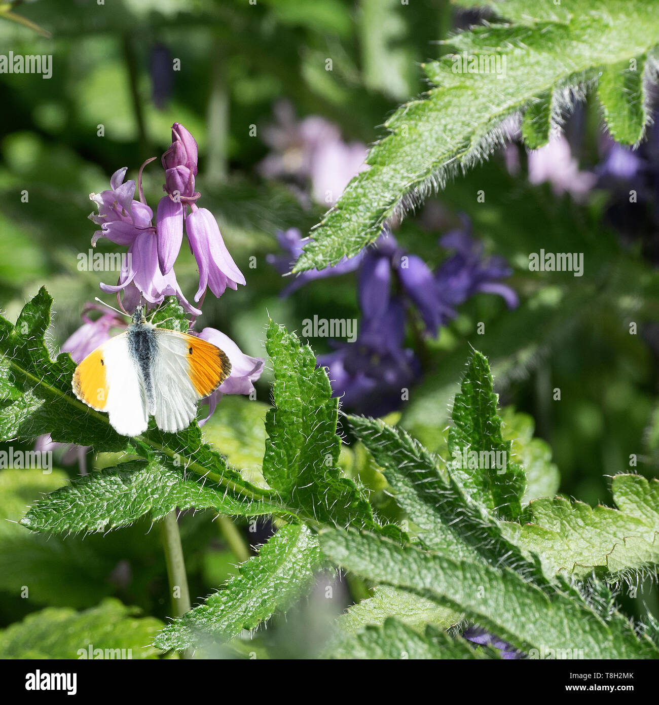 Un maschio punta arancione farfalla godendo il sole su uno spagnolo Bluebell fiore in un giardino in Corbridge Northumberland England Regno Unito Regno Unito Foto Stock