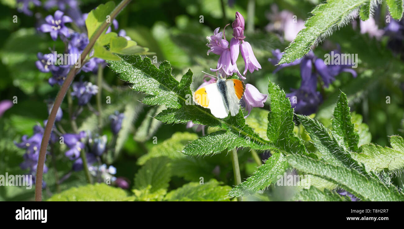 Un maschio punta arancione farfalla godendo il sole su uno spagnolo Bluebell fiore in un giardino in Corbridge Northumberland England Regno Unito Regno Unito Foto Stock