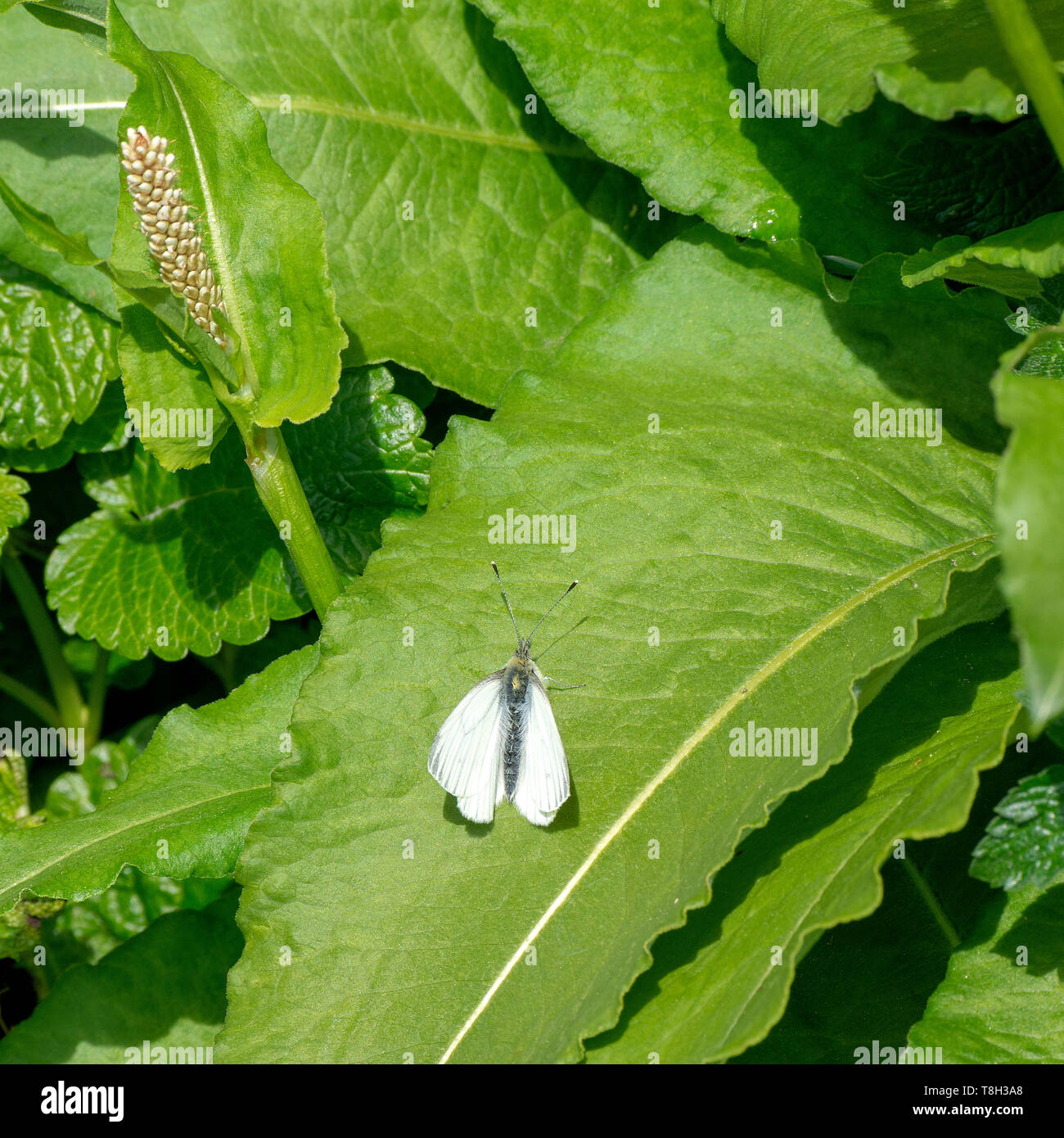 Una femmina punta arancione farfalla godendo di inizio estate sole su una foglia in un giardino in Corbridge Northumberland England Regno Unito Regno Unito Foto Stock