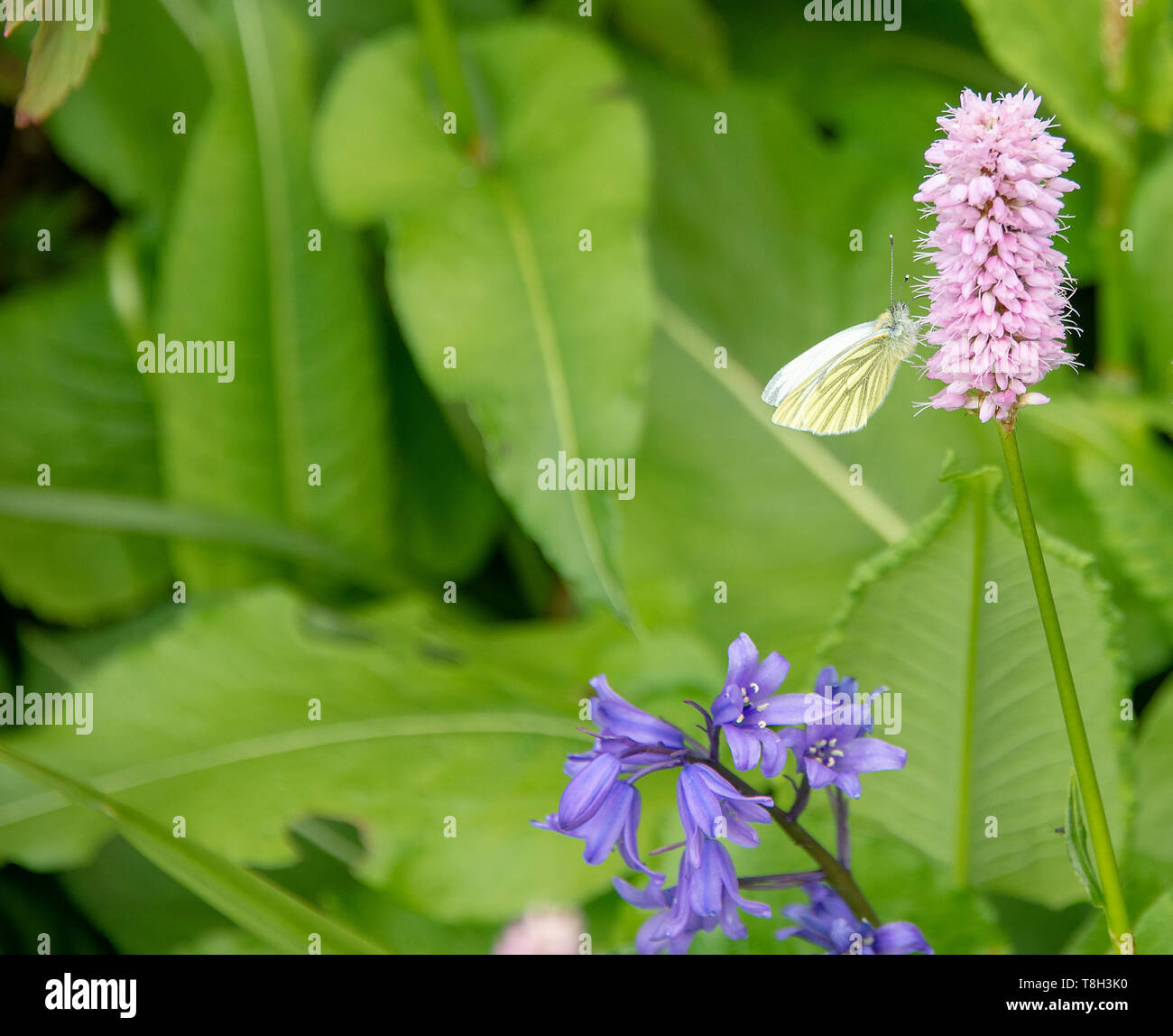 Una femmina punta arancione farfalla alimentazione su una rosa Polygonum fiore in un giardino in Corbridge Northumberland England Regno Unito Regno Unito Foto Stock