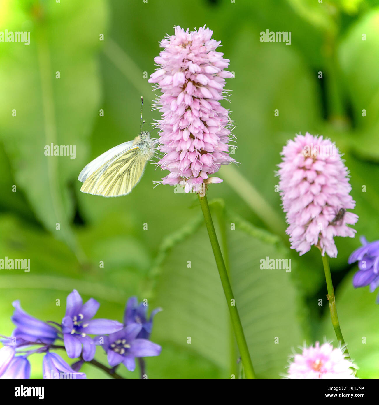 Una femmina punta arancione farfalla alimentazione su una rosa Polygonum fiore in un giardino in Corbridge Northumberland England Regno Unito Regno Unito Foto Stock