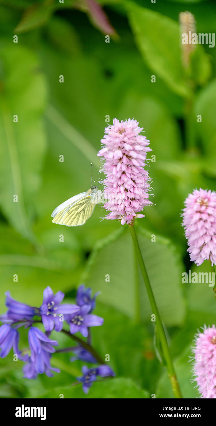 Una femmina punta arancione farfalla alimentazione su una rosa Polygonum fiore in un giardino in Corbridge Northumberland England Regno Unito Regno Unito Foto Stock