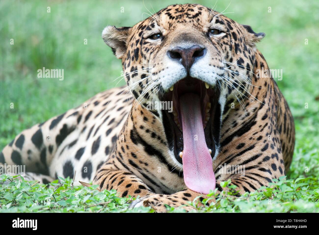 Francia, Guiana francese, Macouria, Guyana Zoo, Jaguar (Panthera onca) Foto Stock Francia, Guiana francese, Macouria, Guyana Zoo, Jaguar (Panthera onca) Foto Stock