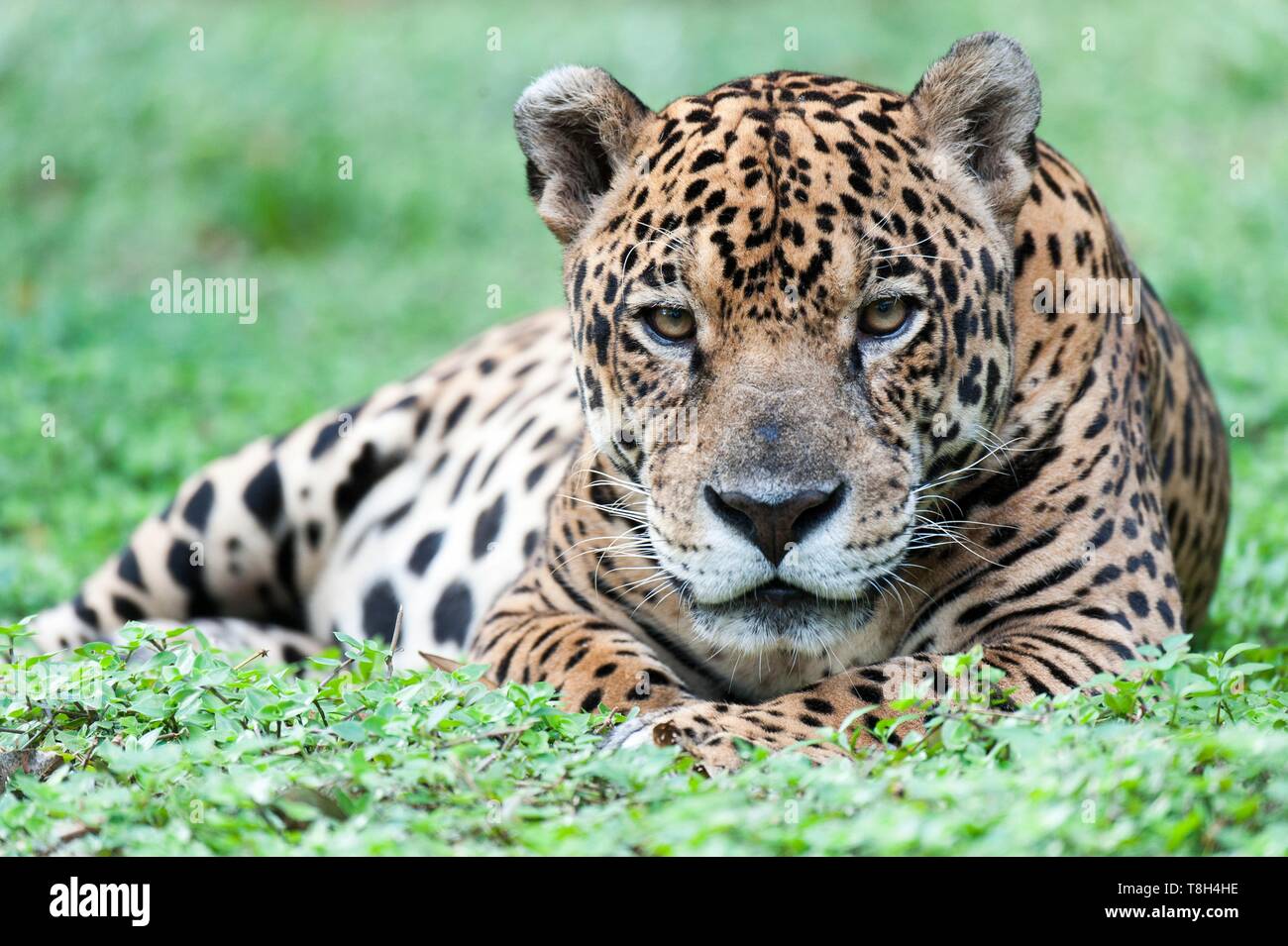 Francia, Guiana francese, Macouria, Guyana Zoo, Jaguar (Panthera onca) Foto Stock Francia, Guiana francese, Macouria, Guyana Zoo, Jaguar (Panthera onca) Foto Stock