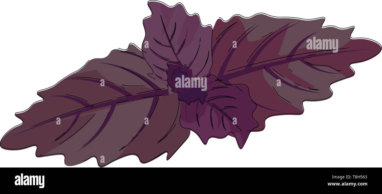 Una foglia di basilico in colore grigio con il suo fiore in punta , il vettore, il colore di disegno o illustrazione. Illustrazione Vettoriale